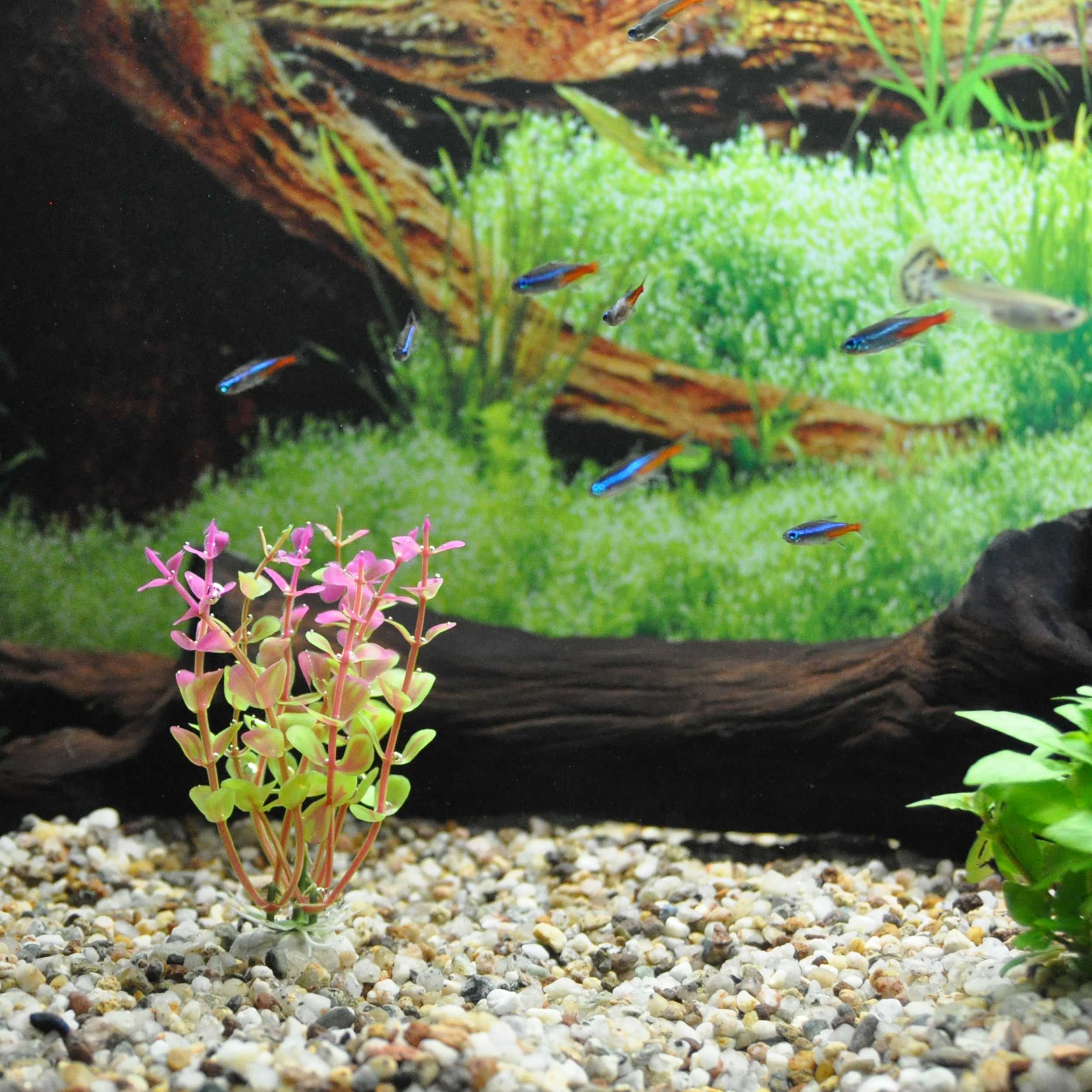 Künstliche Wasserpflanzen Alge Aquariumpflanze