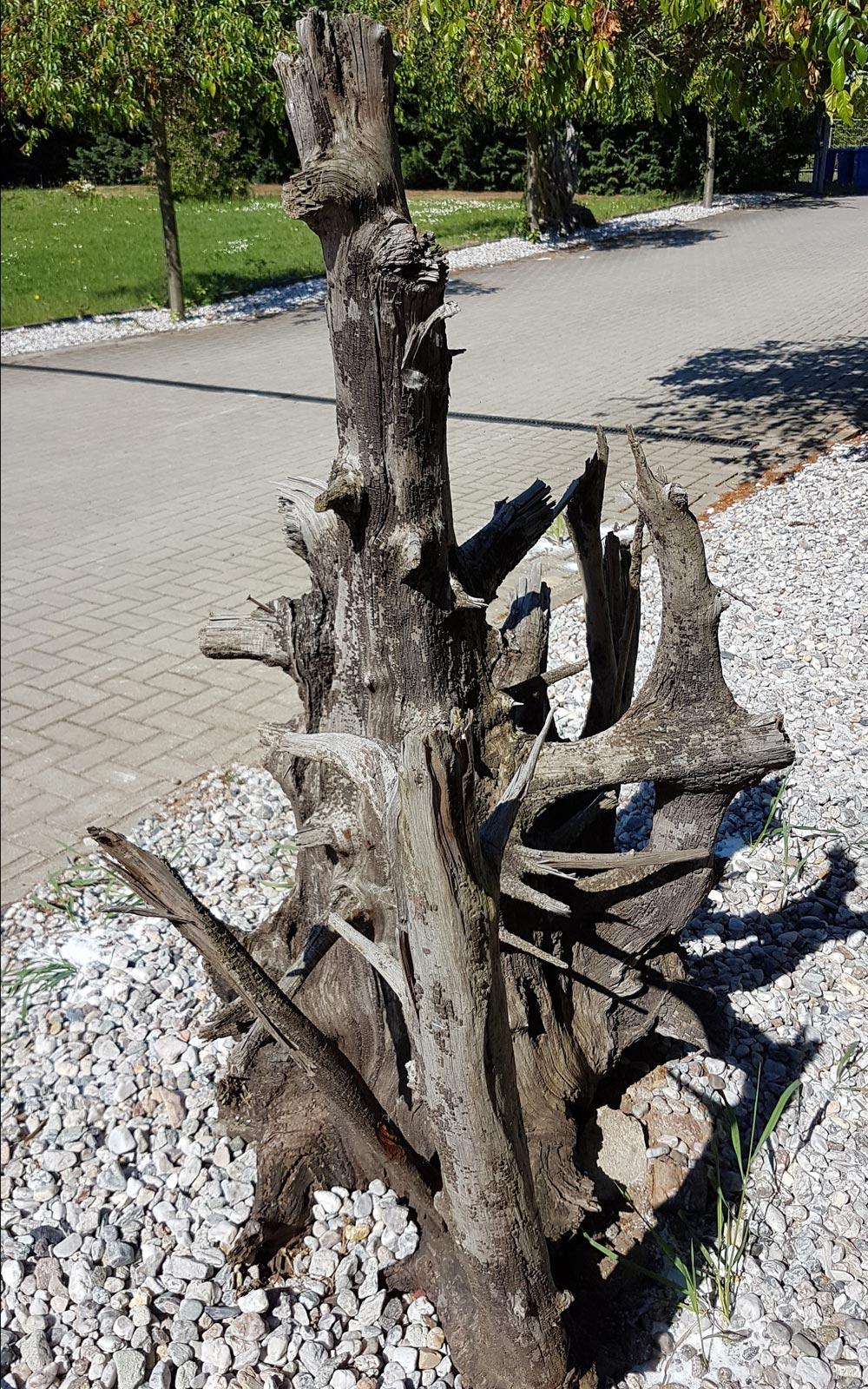 w3_1b Tropenholz Wurzel