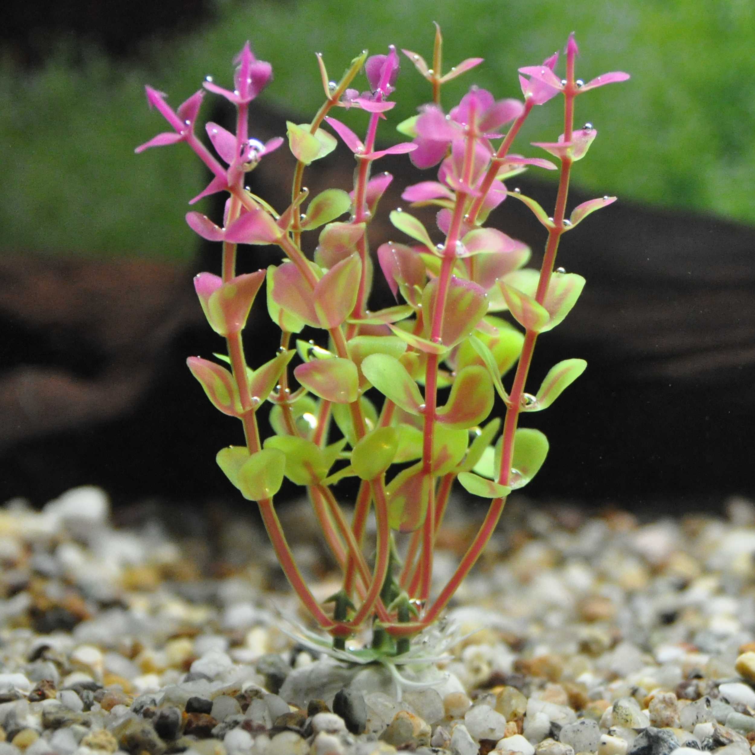 Künstliche Wasserpflanzen Alge Aquariumpflanze
