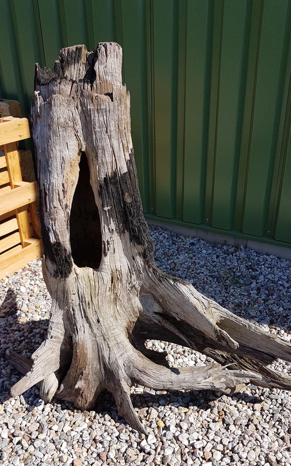 w18_1k Tropenholz Wurzel