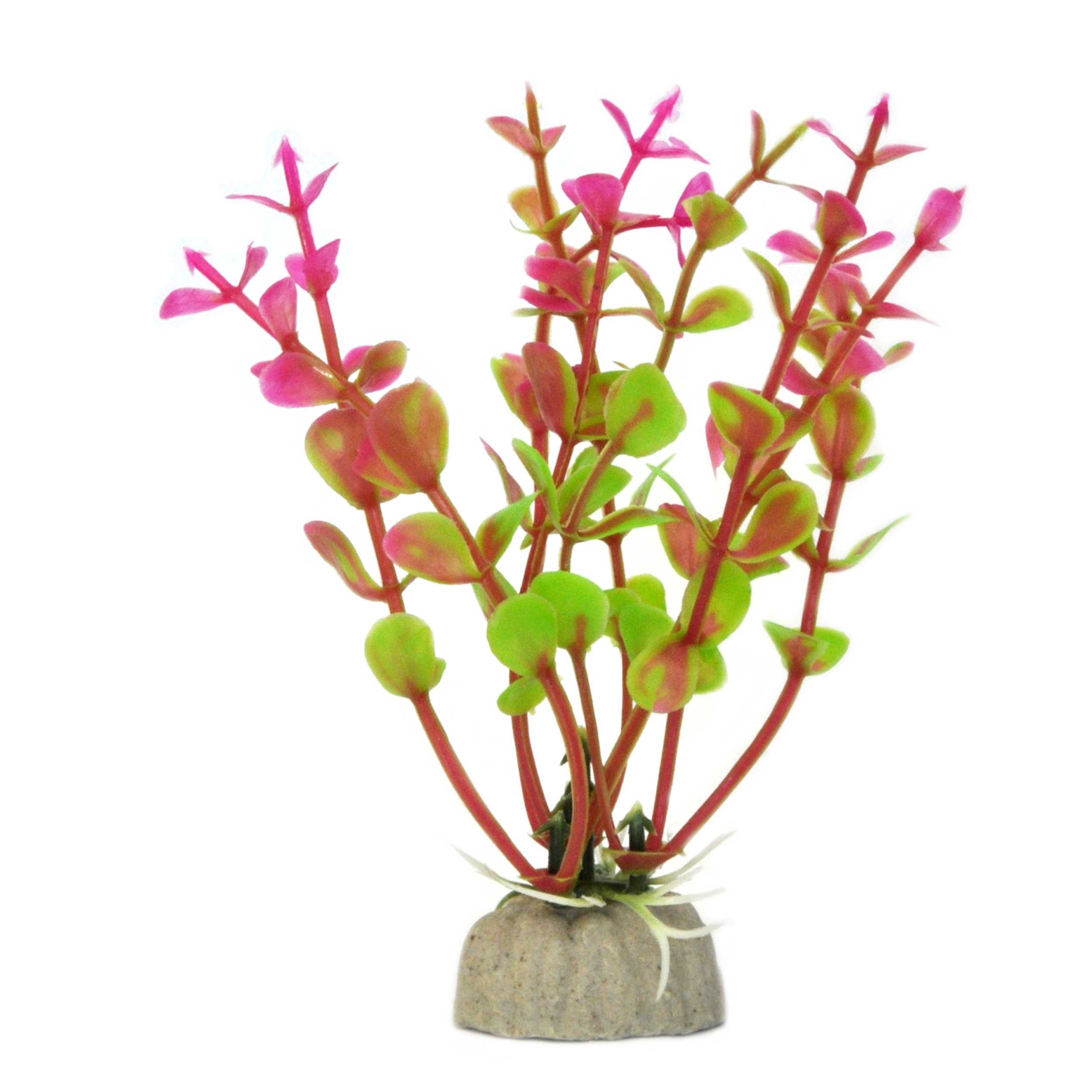 18160_galerieDWh1kvZelPShz Wasserpflanze