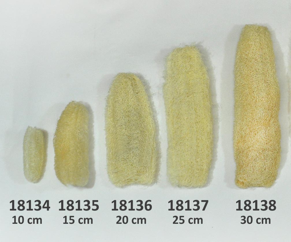 18134_bis_18138 Luffa Schwamm, gebleicht