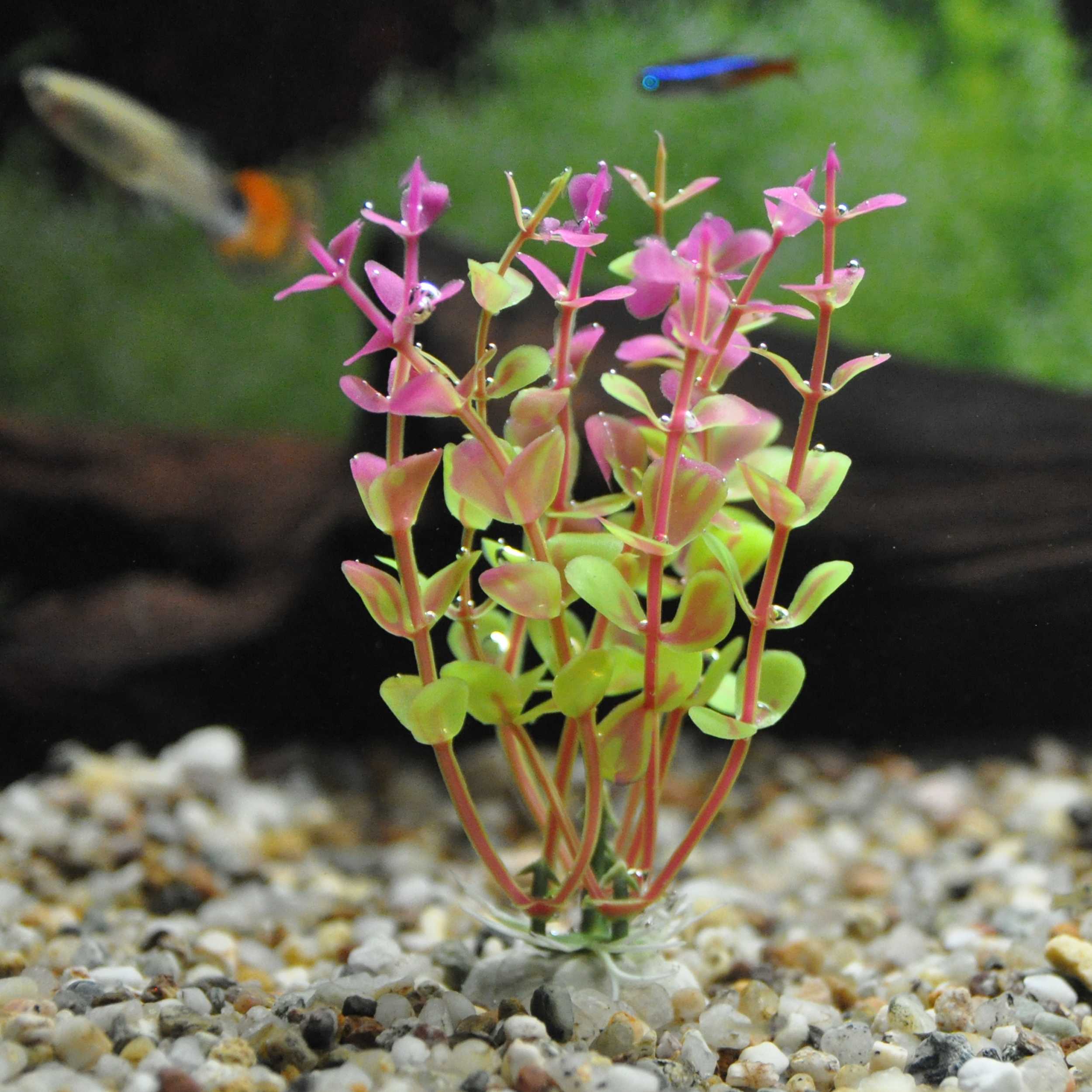 18160_1cIqXMrWSG3azXc Künstliche Wasserpflanzen Alge Aquariumpflanze