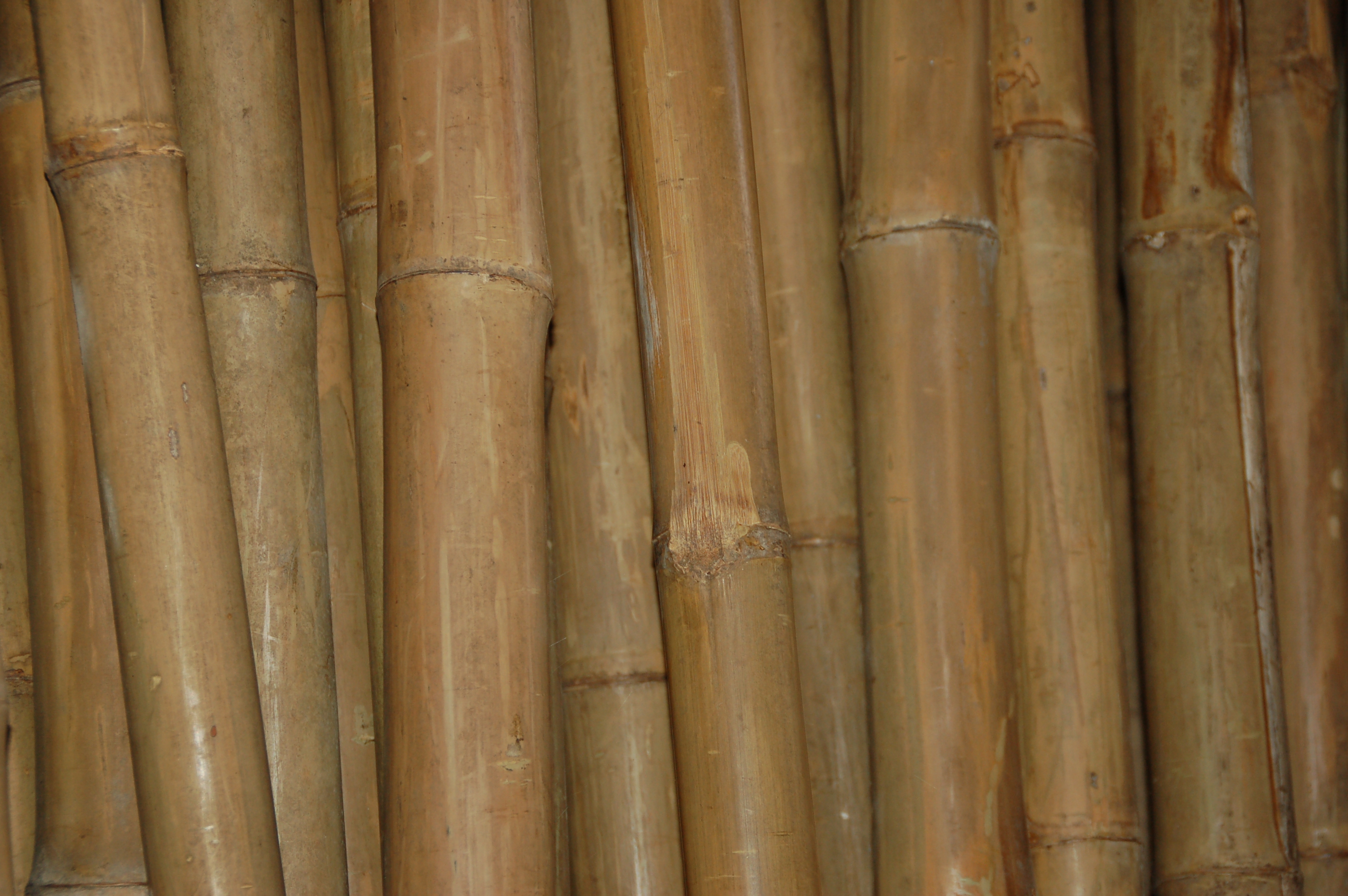 Bambusstangen bis 9 m Länge / Meterpreis